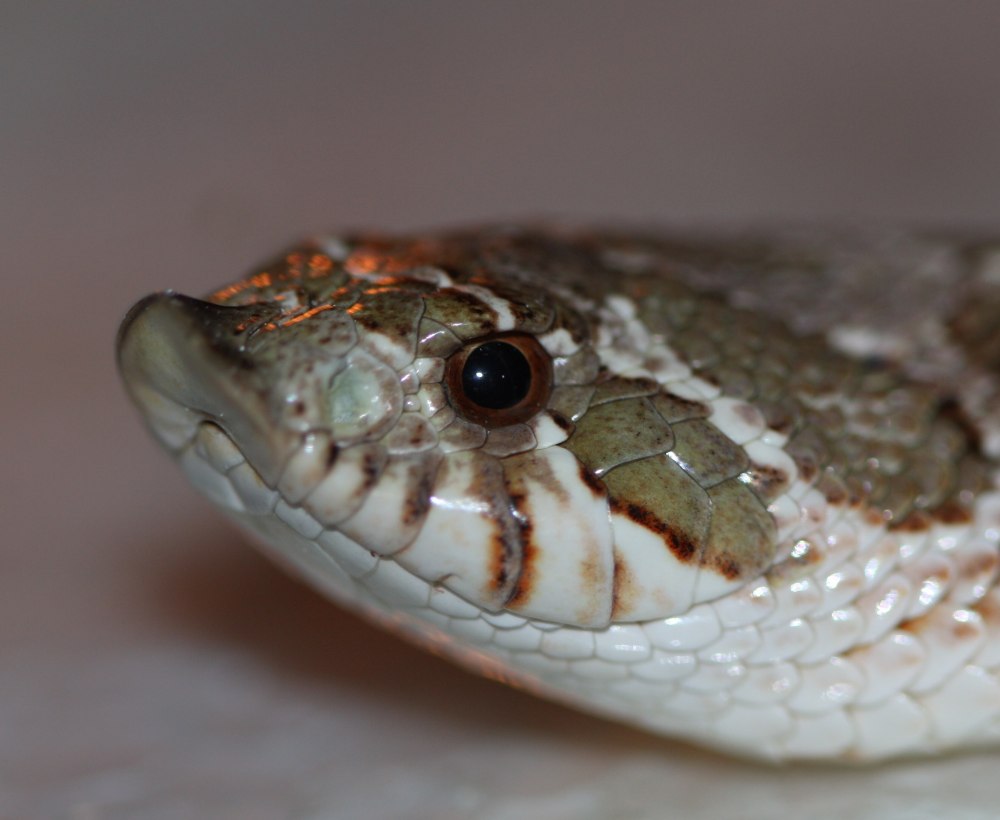 Hognose змея