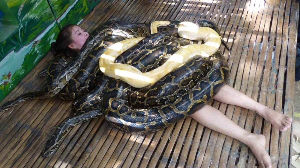 Змеиный массаж питонами