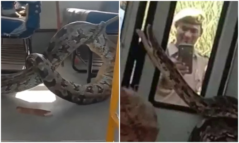 Змея проглотила женщину