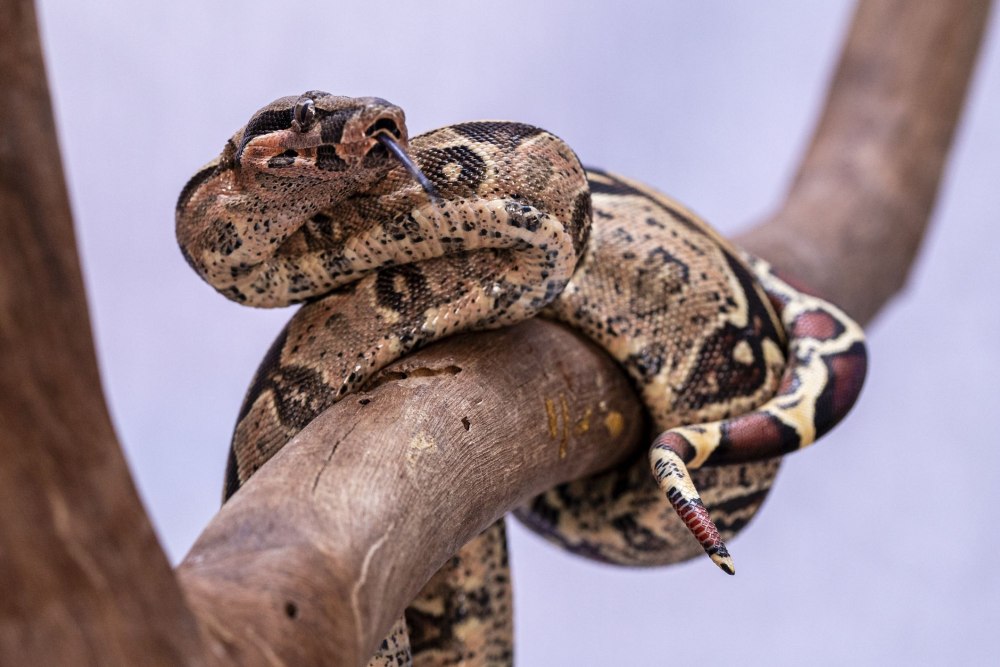 Boa Constrictor