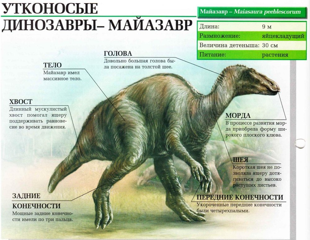 Майазавр динозавр