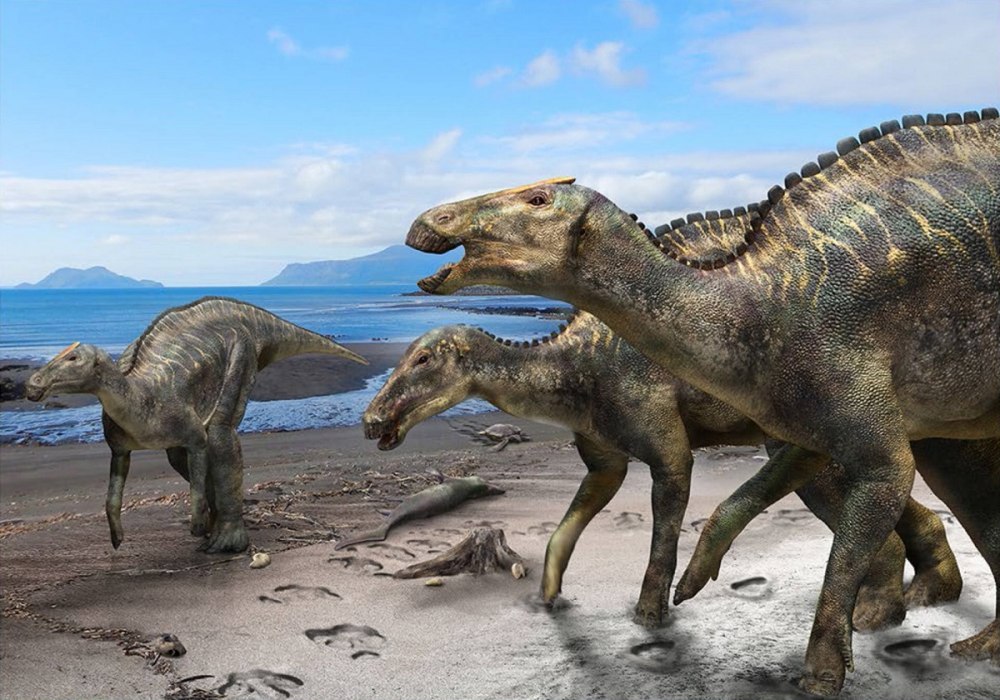 Kamuysaurus japonicus