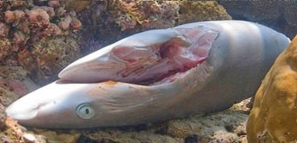 Дельфины убивают морских свиней