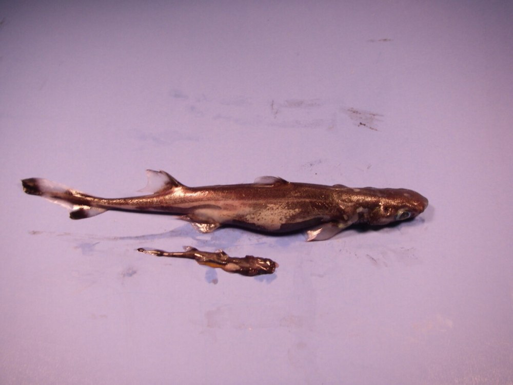 Etmopterus perryi
