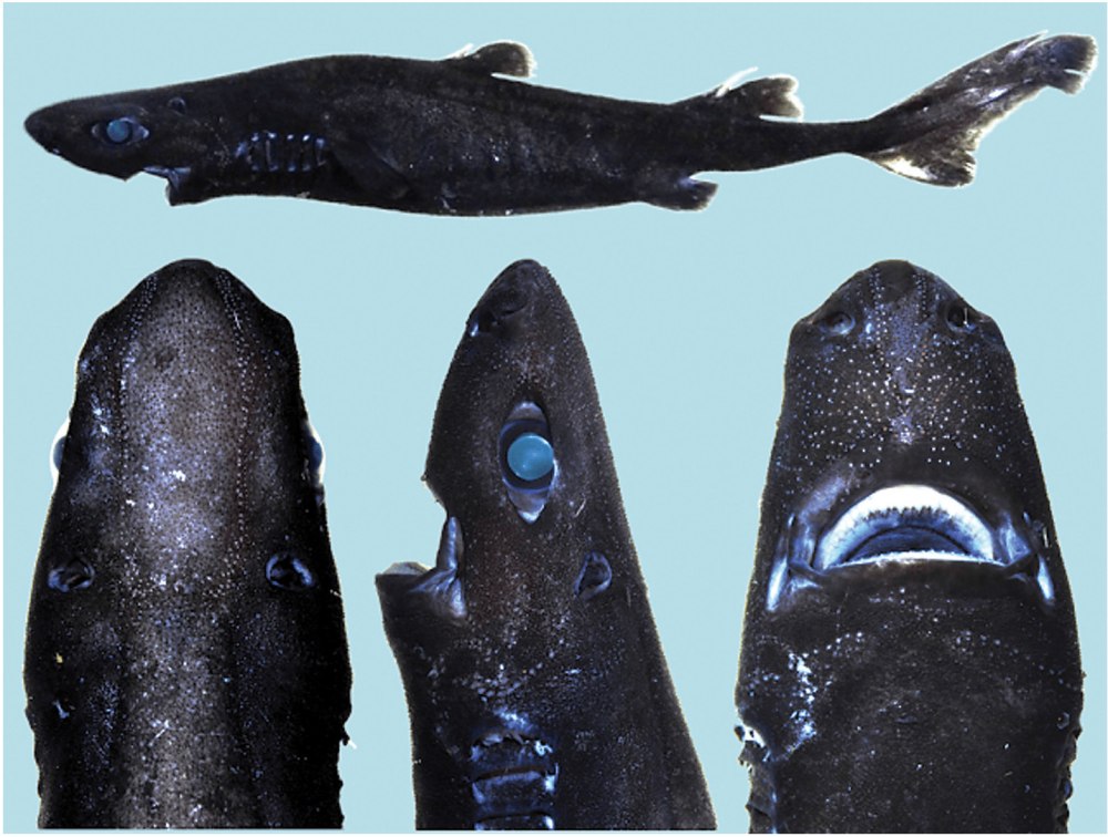 Etmopterus burgessi
