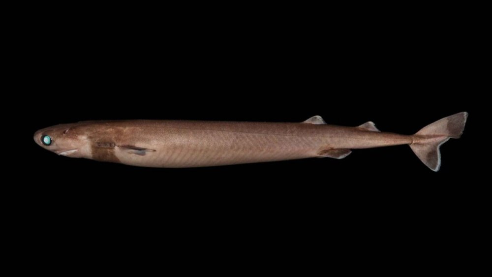Isistius plutodus