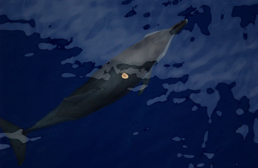Sharkbite 2