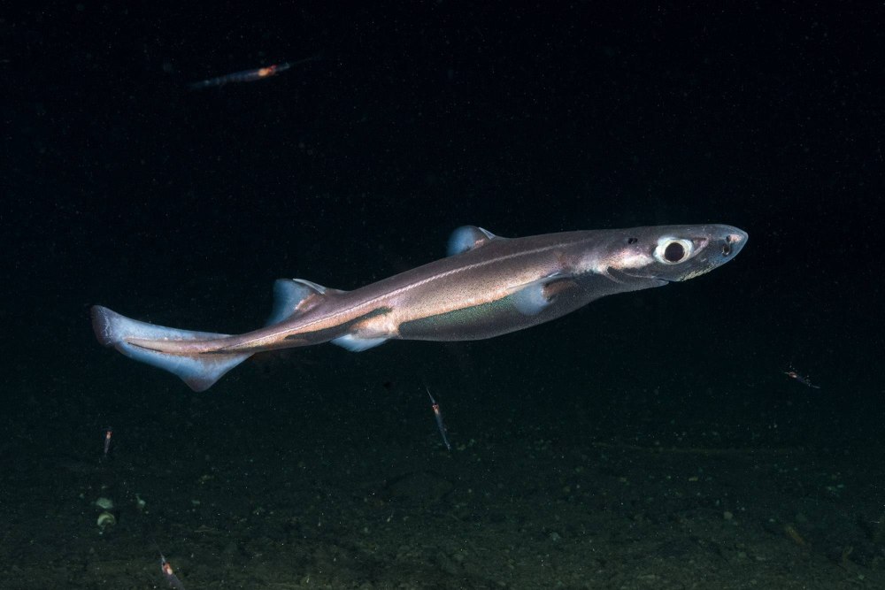 Etmopterus perryi