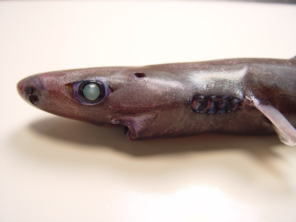 Карликовая светящаяся акула (Etmopterus perryi)