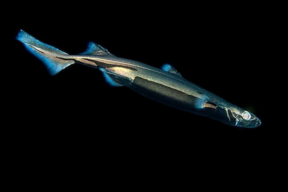 Euprotomicrus bispinatus