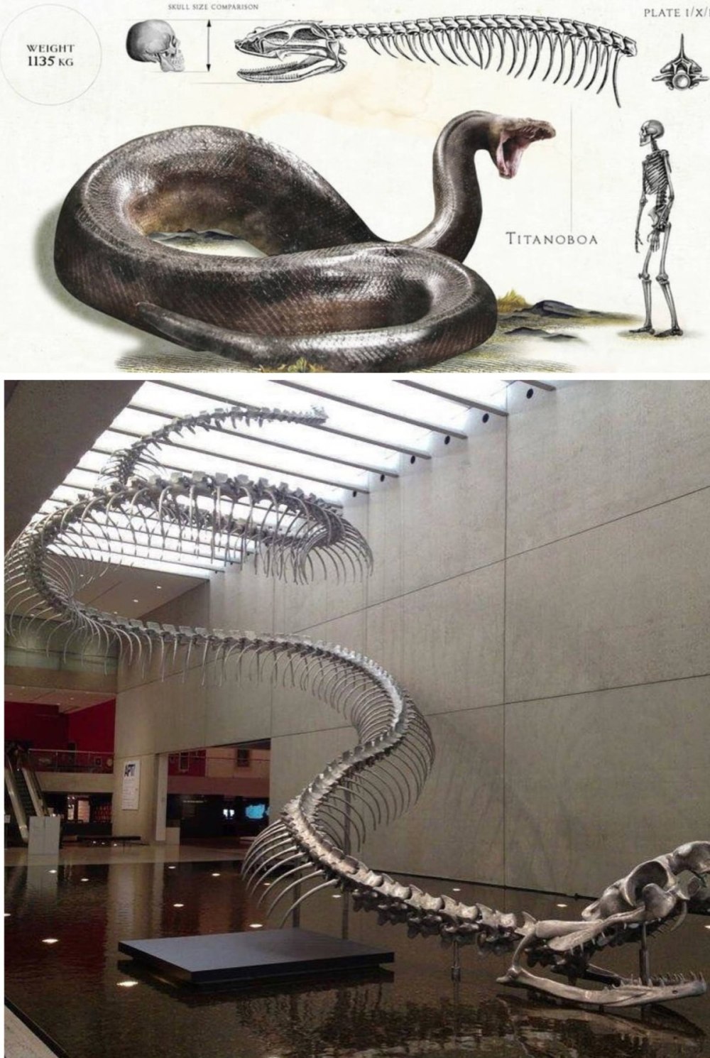 Titanoboa cerrejonensis