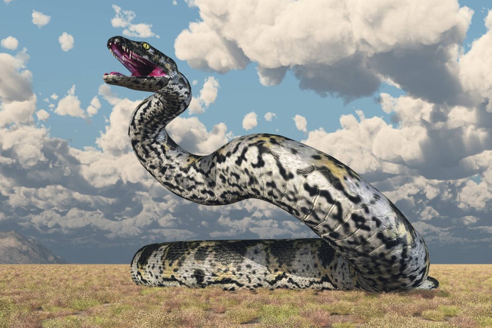 Titanoboa Snake