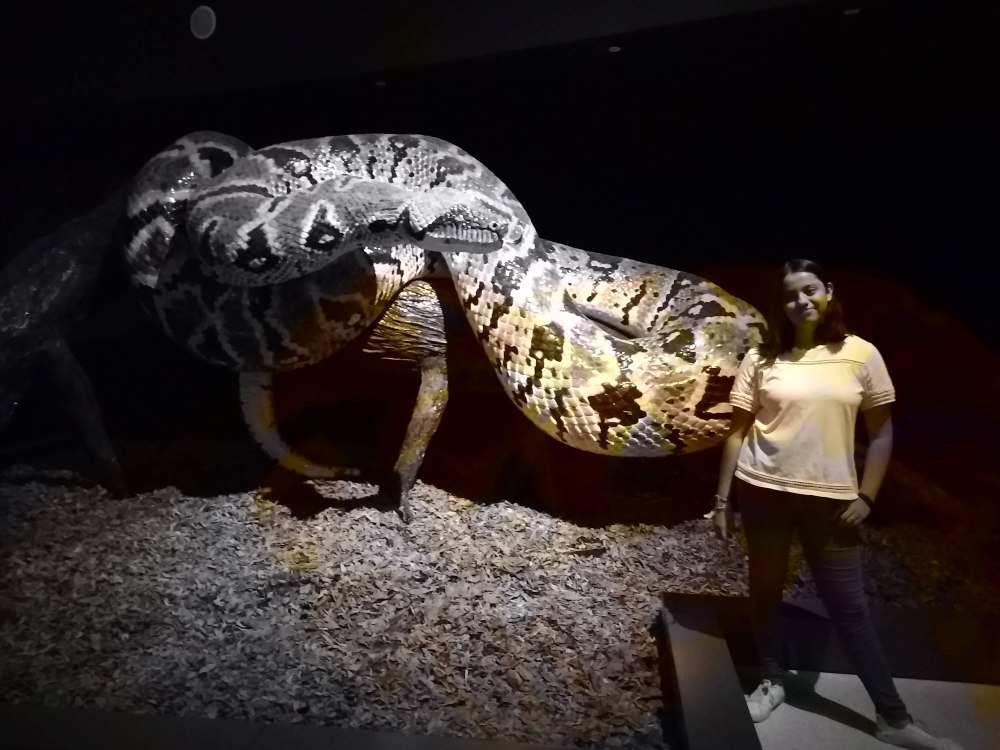 Titanoboa cerrejonensis