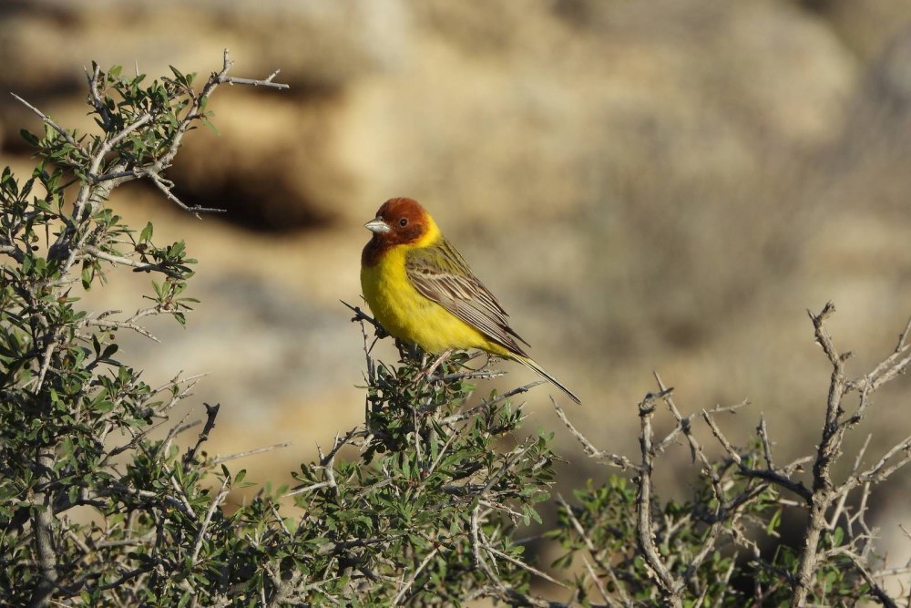 Жёлчная овсянка (Emberiza bruniceps)