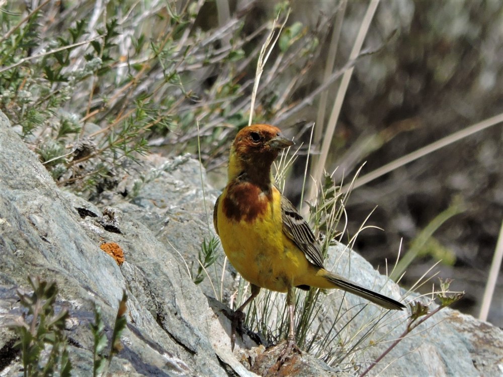 Жёлчная овсянка (Emberiza bruniceps)