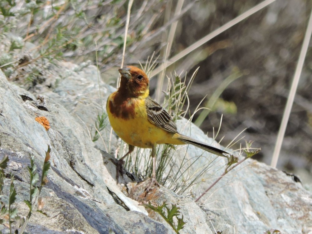 Жёлчная овсянка (Emberiza bruniceps)
