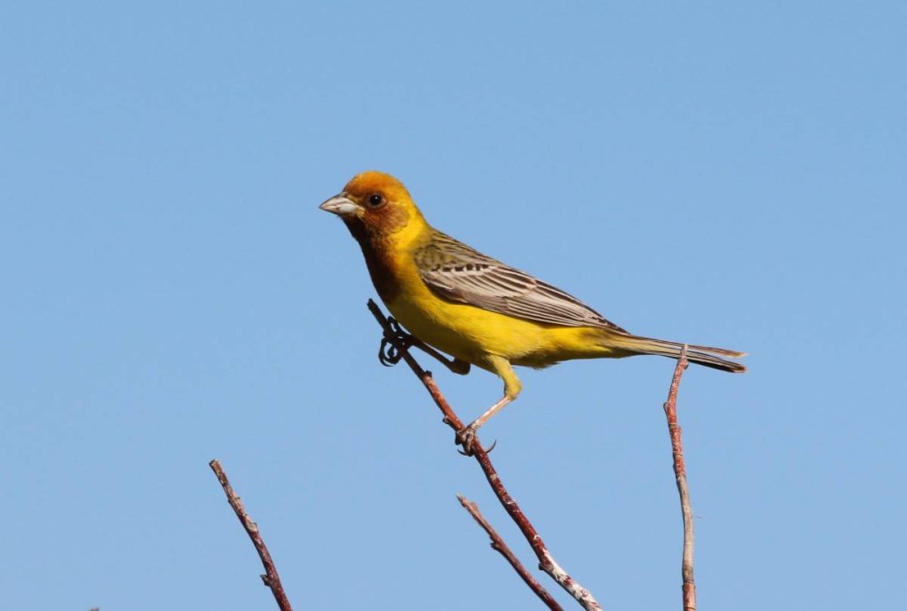 Жёлчная овсянка (Emberiza bruniceps)