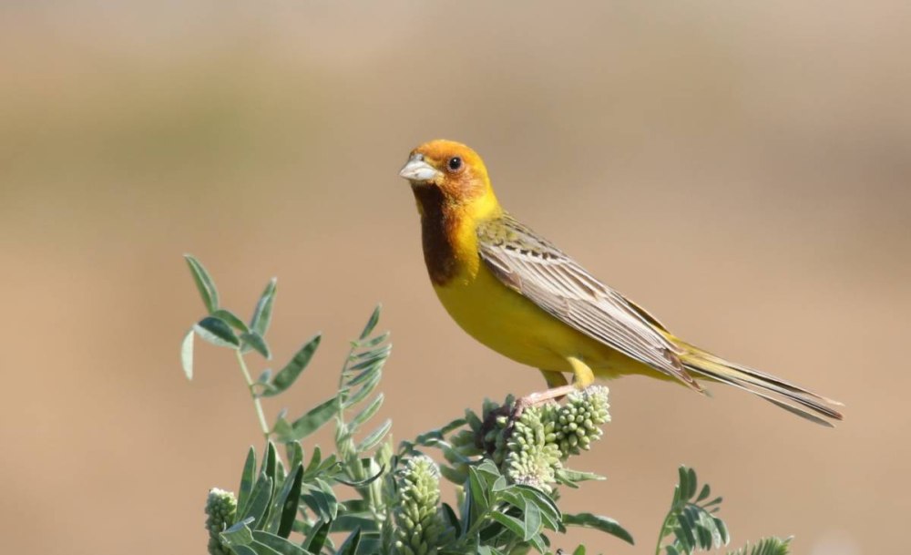 Жёлчная овсянка (Emberiza bruniceps)