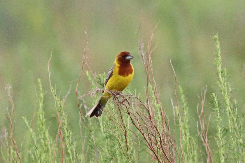 Жёлчная овсянка (Emberiza bruniceps)