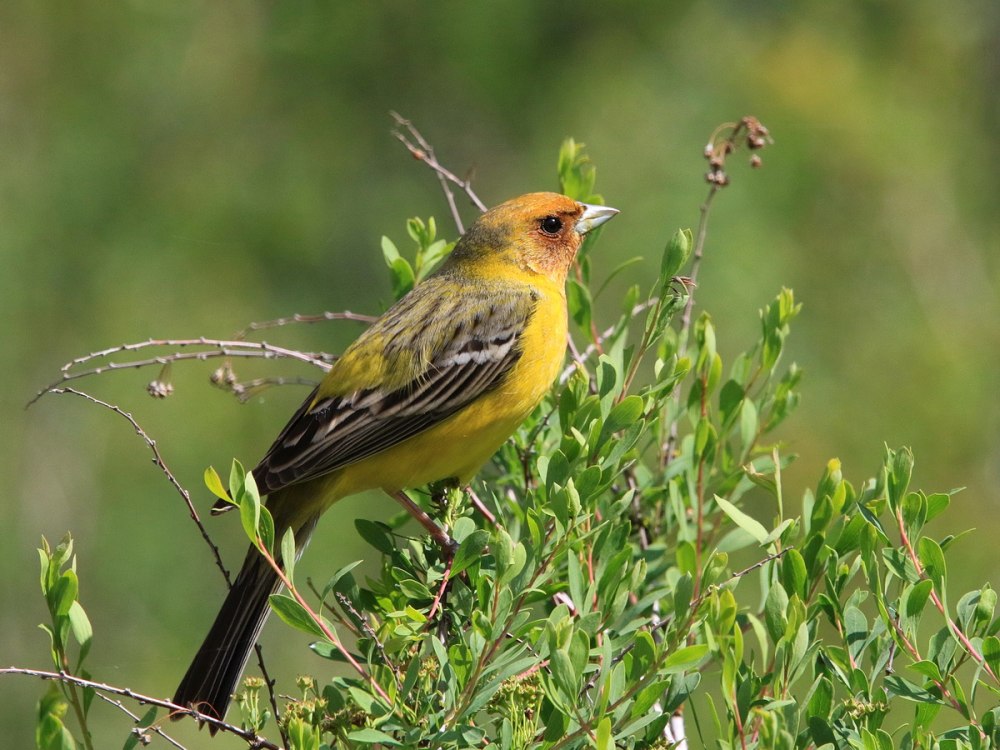 Жёлчная овсянка (Emberiza bruniceps)