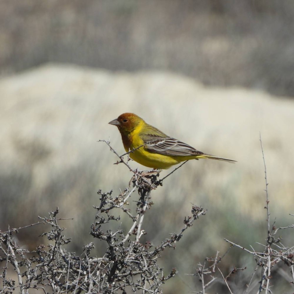 Жёлчная овсянка (Emberiza bruniceps)