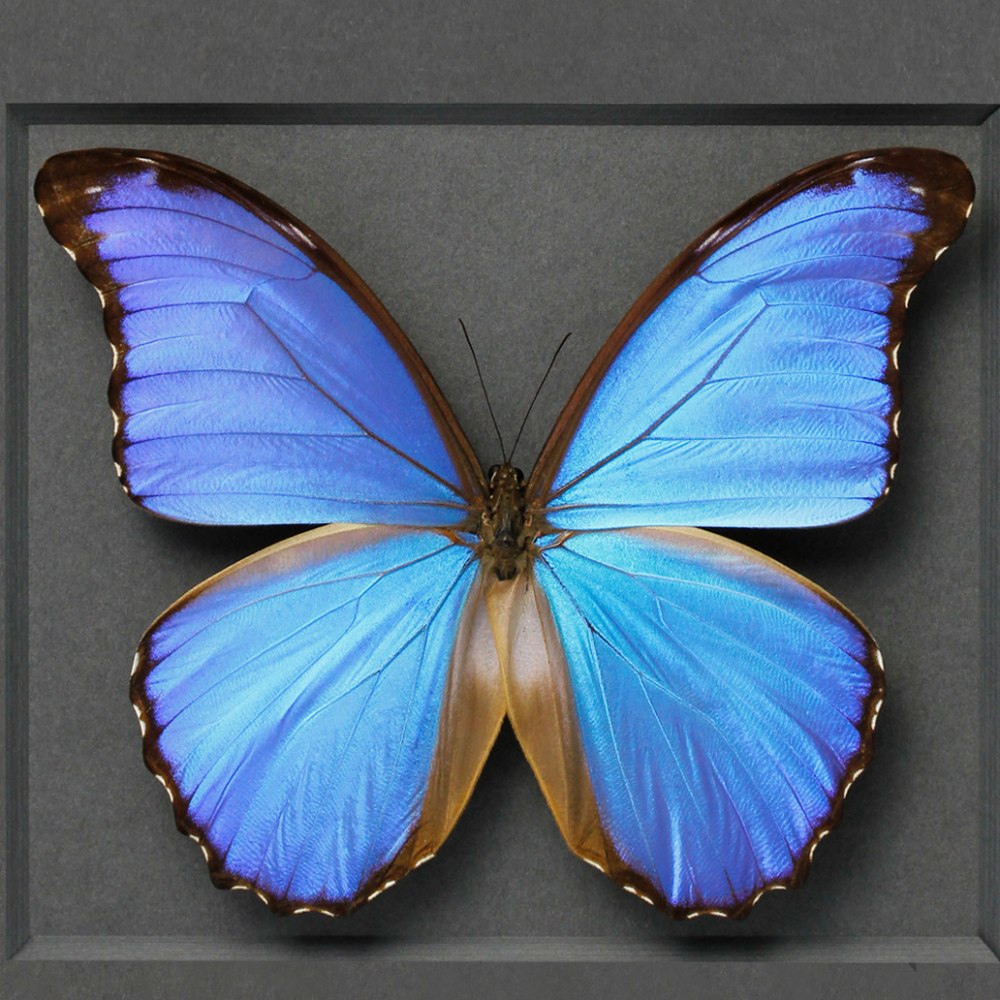 Бабочка Дидиус