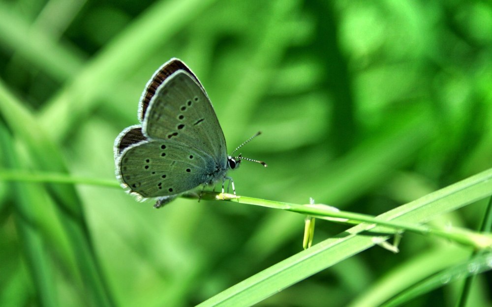 Салатовая бабочка