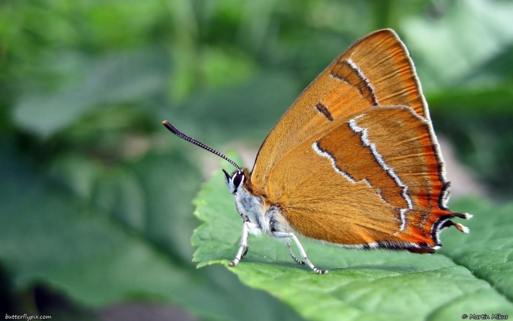 Зефир березовый бабочка