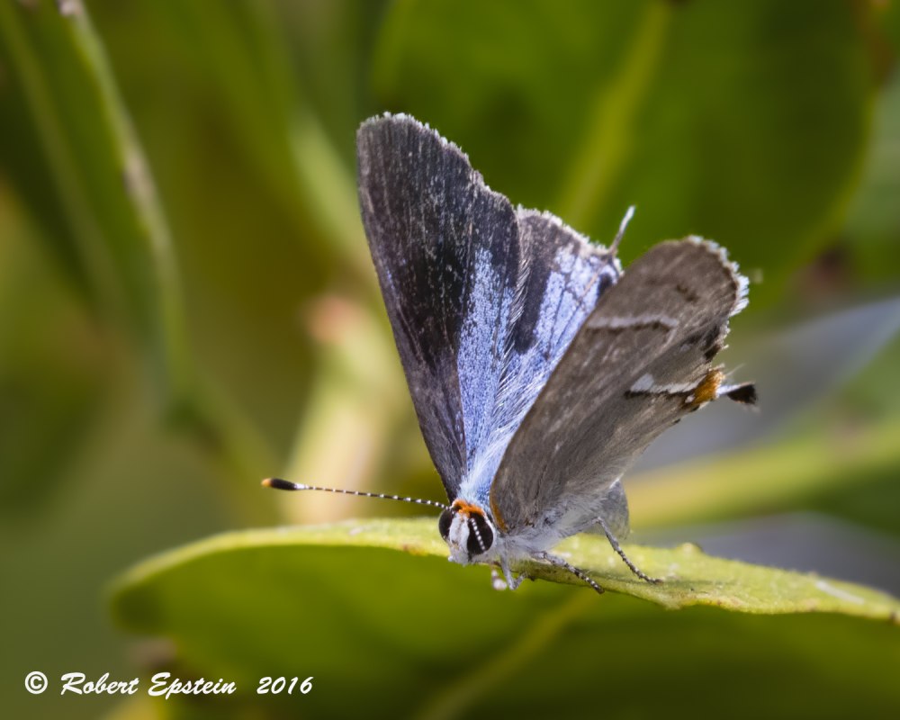 Chrysozephyrus brillantinus
