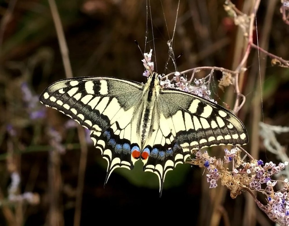 Хвостоносец Маака бабочка
