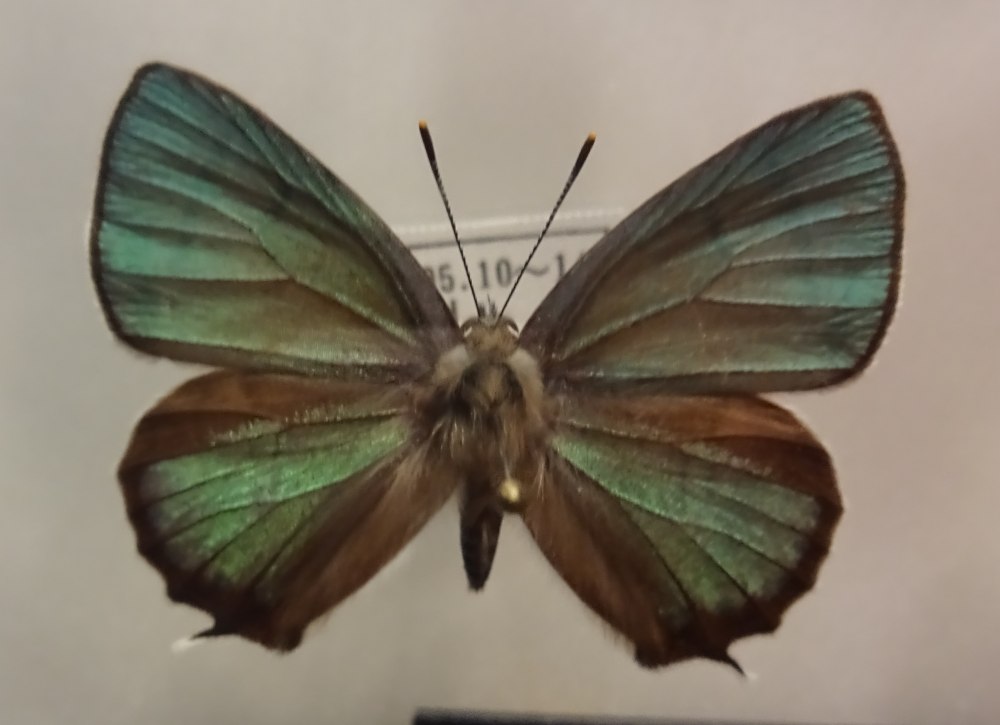 Реликтовые бабочки