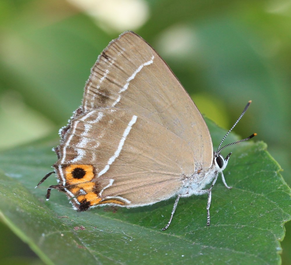 Зефир Тихоокеанский (Goldia Pacifica)