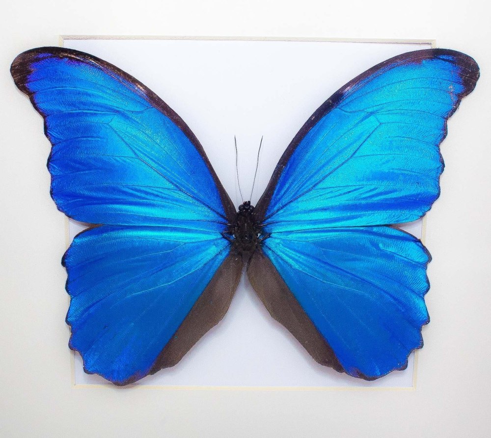 Морфо Дидиус (Morpho Didius)