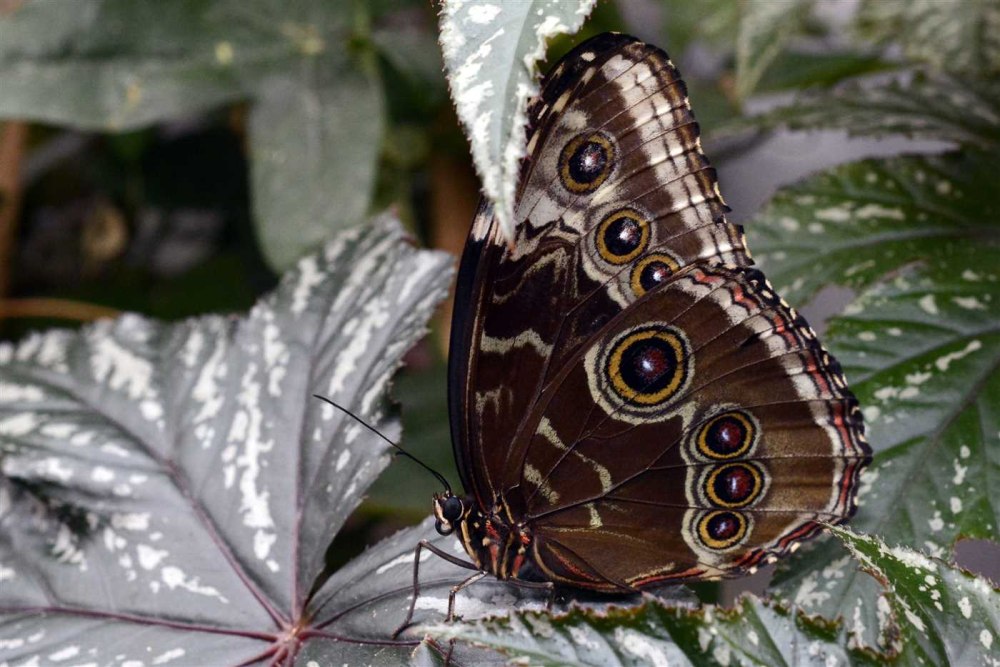 Черный Кардинал бабочка