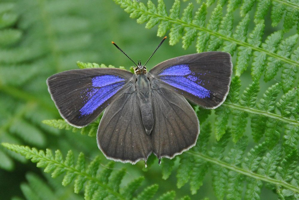 Зефир дубовый бабочка