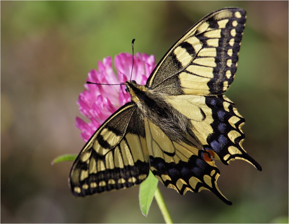 Бабочка парусник Махаон