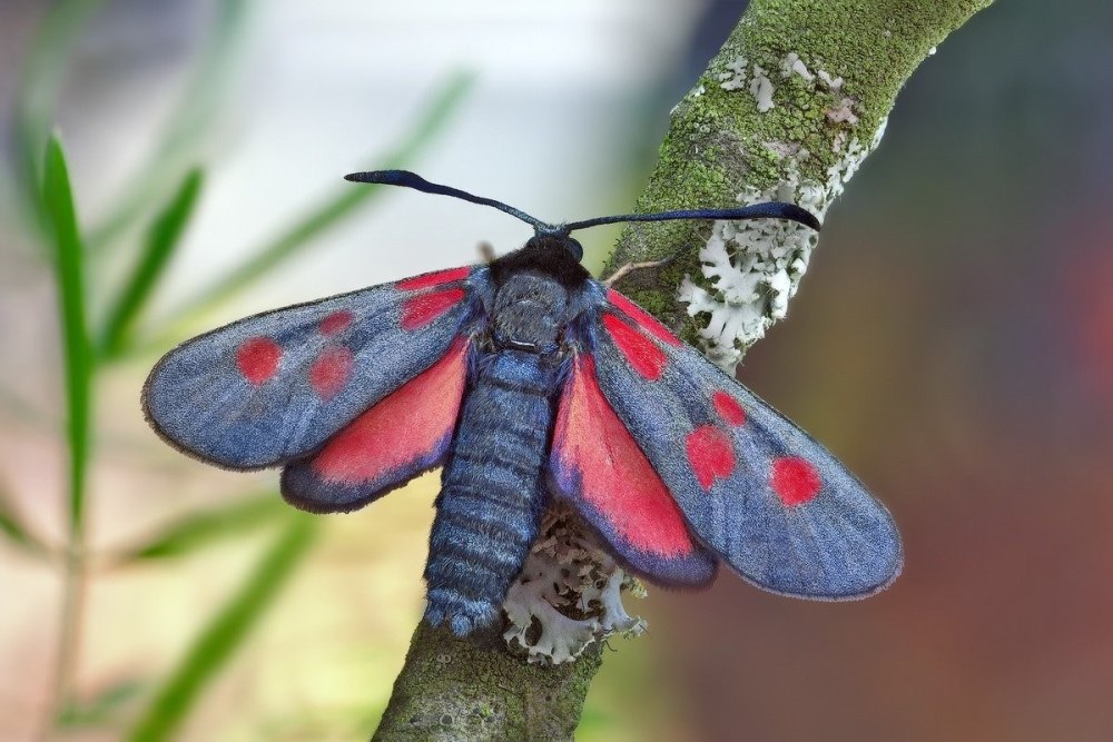 Ночные бабочки Приморского края