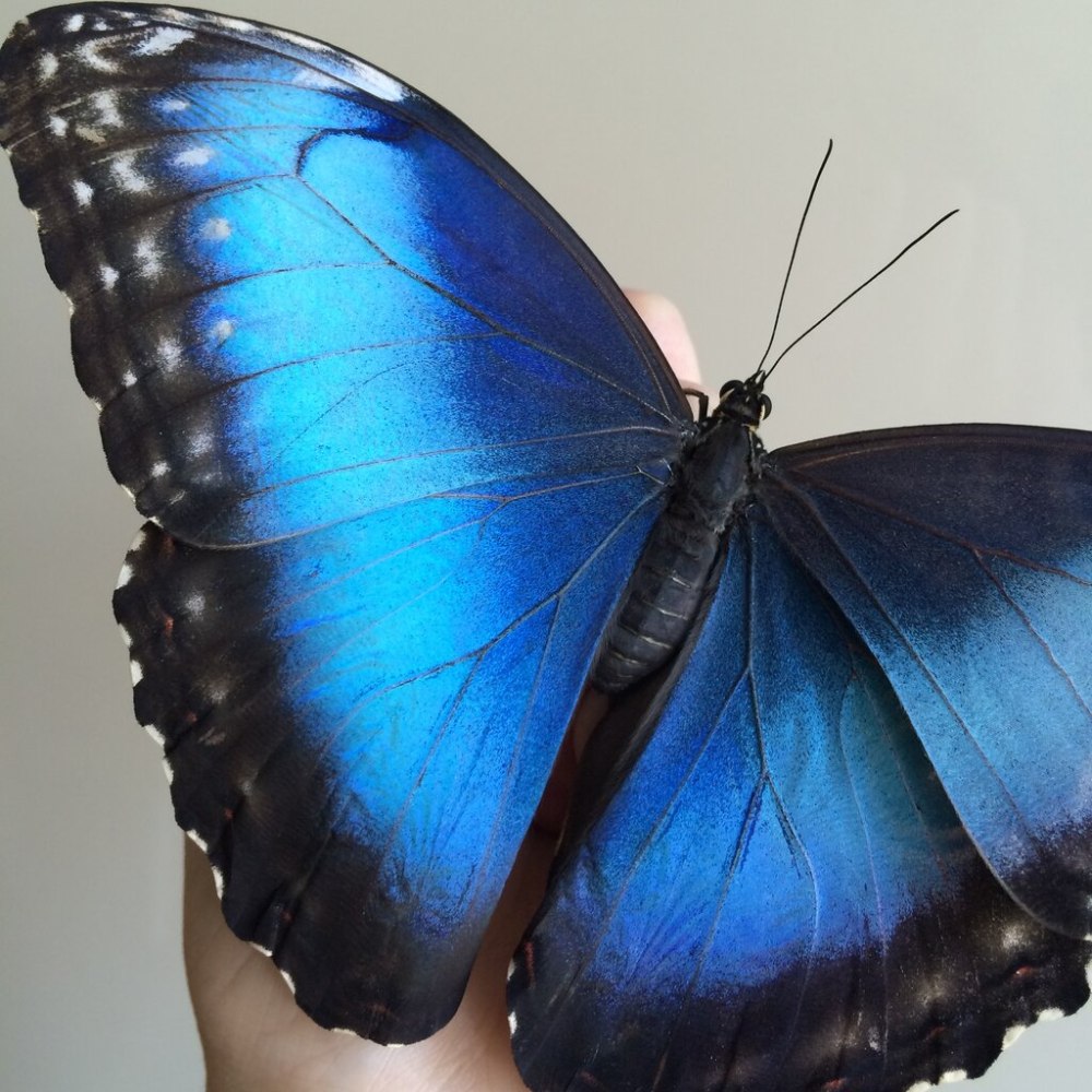 Бабочкарий от Fly-Fly