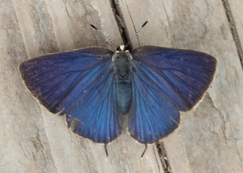 Зефир Арата