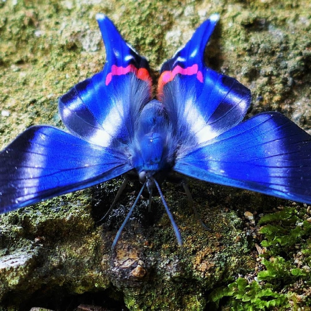 Мадагаскарская голубая бабочка