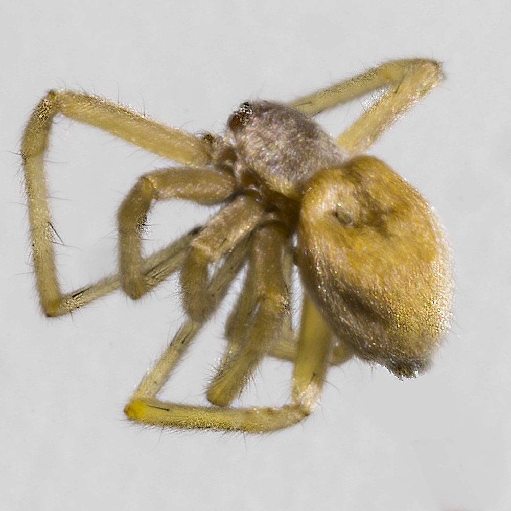 Cheiracanthium punctorium желтосумный колющий паук