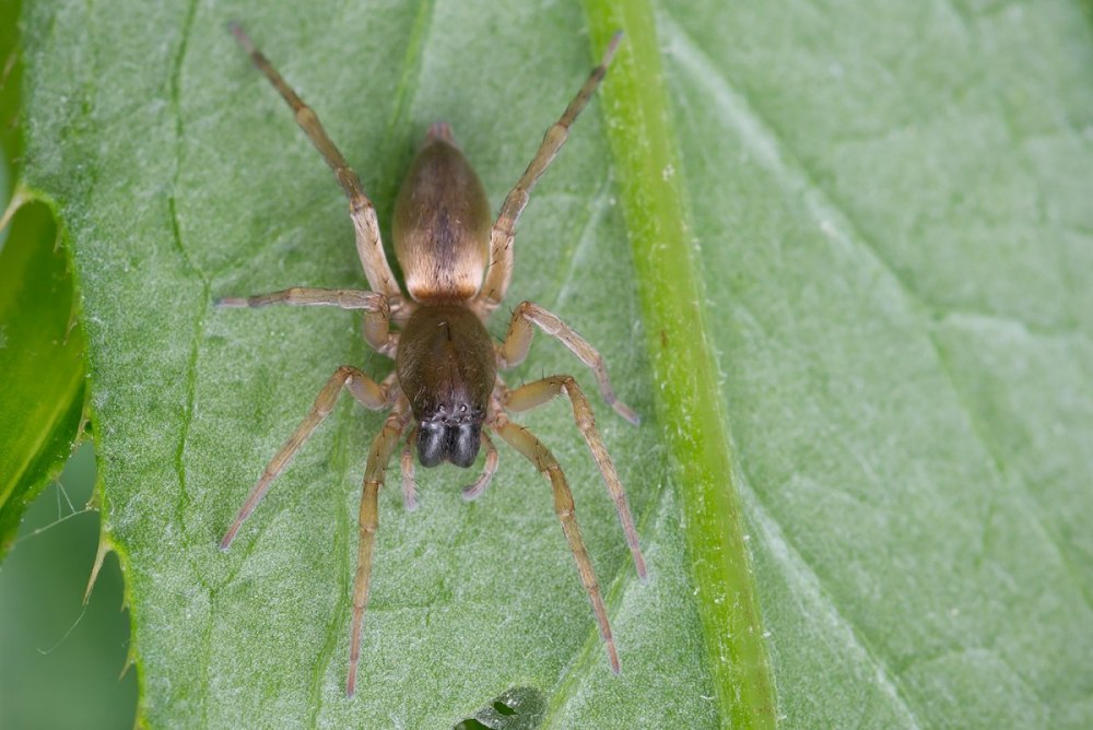 Clubiona Clubionidae пауки