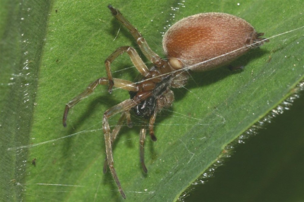 Clubiona phragmitis