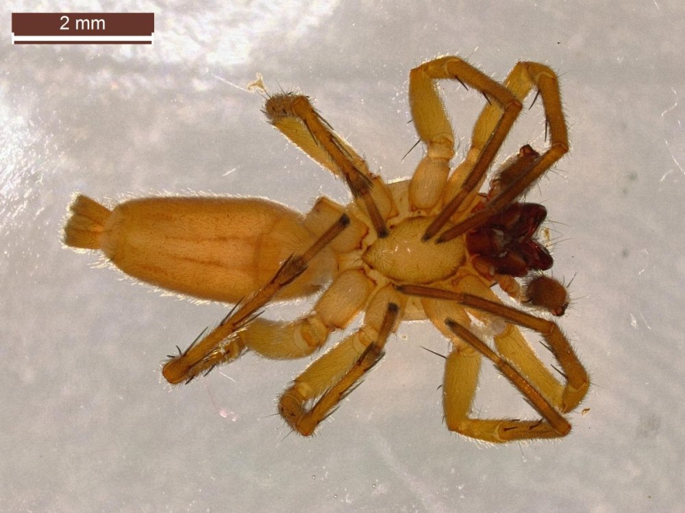 Clubiona canadensis паук