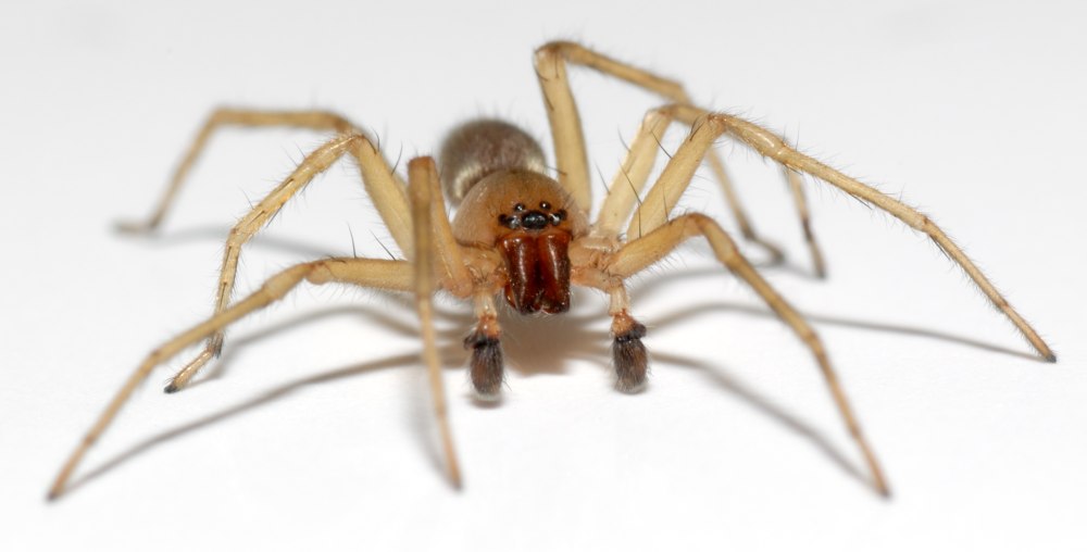 Clubiona pallidula