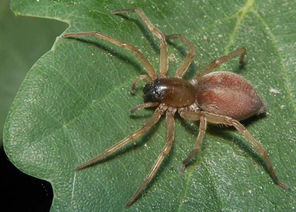 Clubiona pallidula