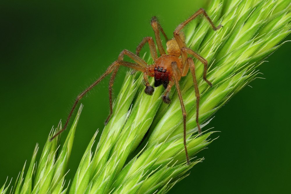 Cheiracanthium punctorium