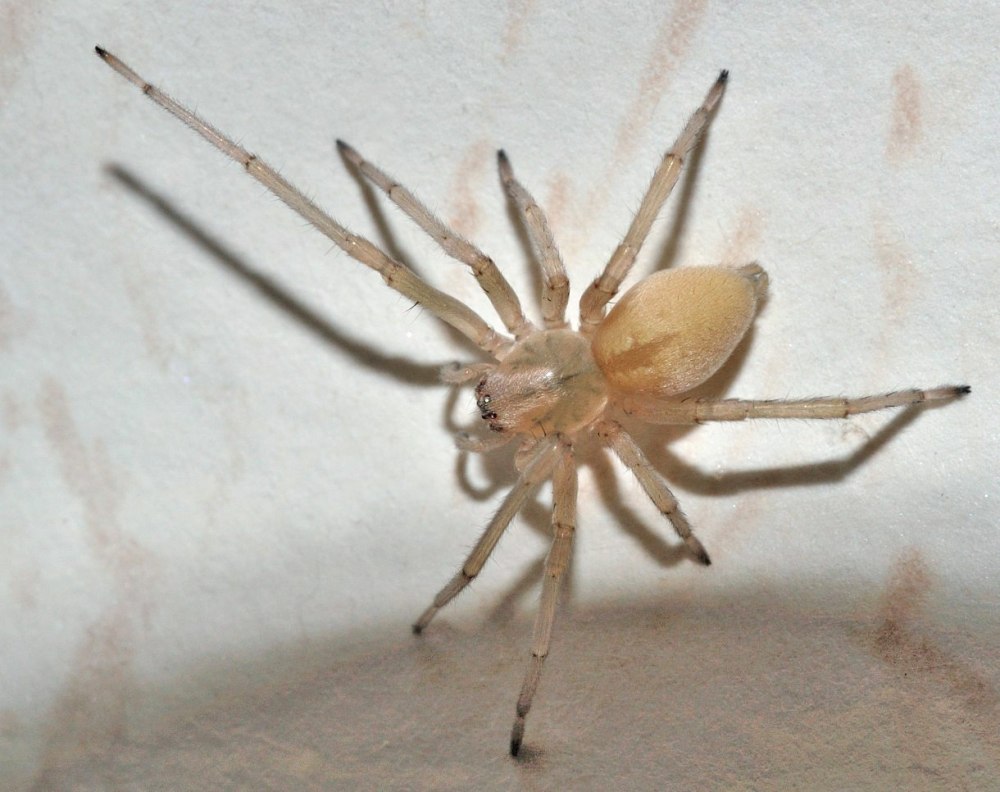 Cheiracanthium mildei
