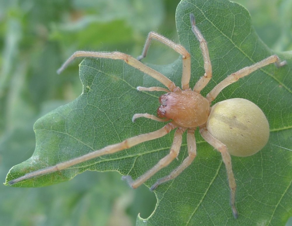Cheiracanthium inclusum паук