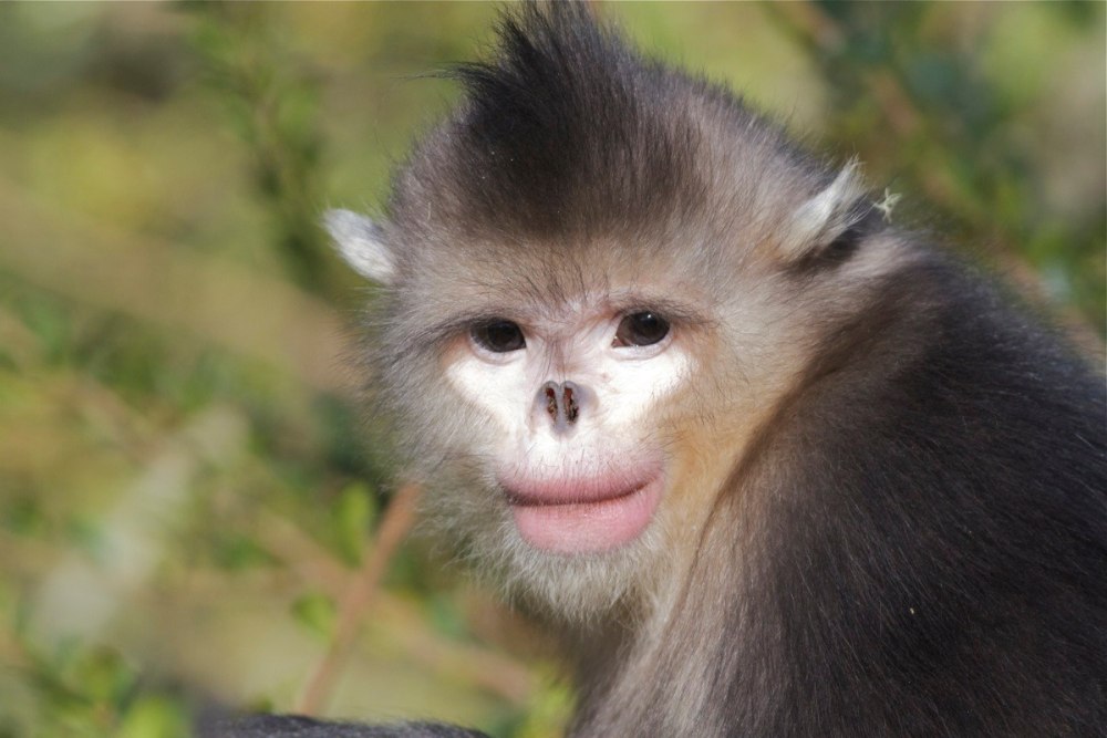 Rhinopithecus strykeri